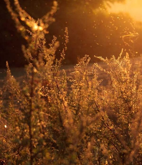 Golden Hour Edit